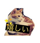 うちのcat’s1（個別スタンプ：21）