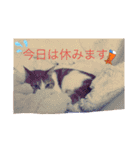うちのcat’s1（個別スタンプ：24）