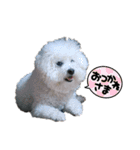 みるしょこぽん2（個別スタンプ：1）
