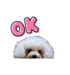 みるしょこぽん2（個別スタンプ：3）