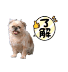 みるしょこぽん2（個別スタンプ：4）