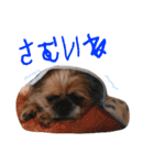 みるしょこぽん2（個別スタンプ：11）