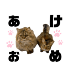 うちの猫たち。⑤（個別スタンプ：4）