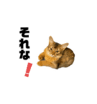 うちの猫たち。⑤（個別スタンプ：5）