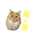 うちの猫たち。⑤（個別スタンプ：7）