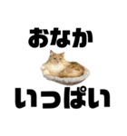 うちの猫たち。⑤（個別スタンプ：8）
