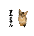 うちの猫たち。⑤（個別スタンプ：9）