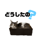 うちの猫たち。⑤（個別スタンプ：12）