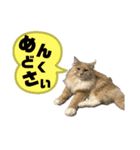 うちの猫たち。⑤（個別スタンプ：13）