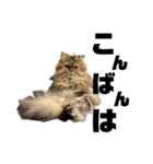 うちの猫たち。⑤（個別スタンプ：16）