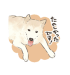 大好き我が家の雑種犬のスタンプ（個別スタンプ：8）