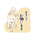 大好き我が家の雑種犬のスタンプ（個別スタンプ：12）