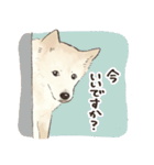 大好き我が家の雑種犬のスタンプ（個別スタンプ：13）