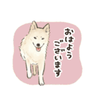 大好き我が家の雑種犬のスタンプ（個別スタンプ：14）