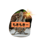ぺれの日常（個別スタンプ：1）