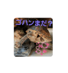 ぺれの日常（個別スタンプ：2）