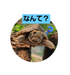 ぺれの日常（個別スタンプ：6）