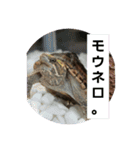 ぺれの日常（個別スタンプ：11）
