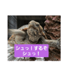 ぺれの日常（個別スタンプ：13）