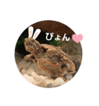 ぺれの日常（個別スタンプ：14）