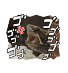 ぺれの日常（個別スタンプ：19）