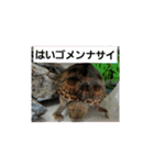 ぺれの日常（個別スタンプ：21）