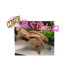 ぺれの日常（個別スタンプ：29）