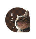 うちの猫 スタンプ（個別スタンプ：3）