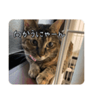 エムオースタンプ（個別スタンプ：6）