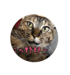 エムオースタンプ（個別スタンプ：30）