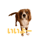 キャバリアのほく 〜子犬の感情編〜（個別スタンプ：1）