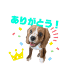 キャバリアのほく 〜子犬の感情編〜（個別スタンプ：2）