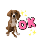 キャバリアのほく 〜子犬の感情編〜（個別スタンプ：4）