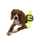 キャバリアのほく 〜子犬の感情編〜（個別スタンプ：6）