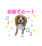 キャバリアのほく 〜子犬の感情編〜（個別スタンプ：7）