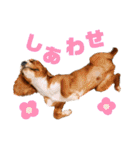 キャバリアのほく 〜子犬の感情編〜（個別スタンプ：10）