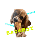 キャバリアのほく 〜子犬の感情編〜（個別スタンプ：12）