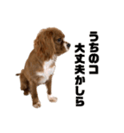 キャバリアのほく 〜子犬の感情編〜（個別スタンプ：13）