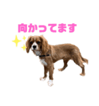 キャバリアのほく 〜子犬の感情編〜（個別スタンプ：17）