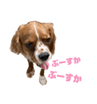 キャバリアのほく 〜子犬の感情編〜（個別スタンプ：18）