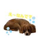 キャバリアのほく 〜子犬の感情編〜（個別スタンプ：19）