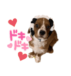 キャバリアのほく 〜子犬の感情編〜（個別スタンプ：21）