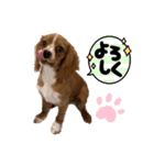 キャバリアのほく 〜子犬の感情編〜（個別スタンプ：22）
