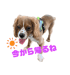 キャバリアのほく 〜子犬の感情編〜（個別スタンプ：25）