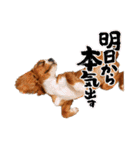 キャバリアのほく 〜子犬の感情編〜（個別スタンプ：27）