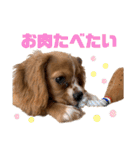 キャバリアのほく 〜子犬の感情編〜（個別スタンプ：28）