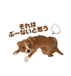 キャバリアのほく 〜子犬の感情編〜（個別スタンプ：29）