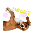 キャバリアのほく 〜子犬の感情編〜（個別スタンプ：30）
