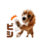 キャバリアのほく 〜子犬の感情編〜（個別スタンプ：31）