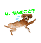 キャバリアのほく 〜子犬の感情編〜（個別スタンプ：33）